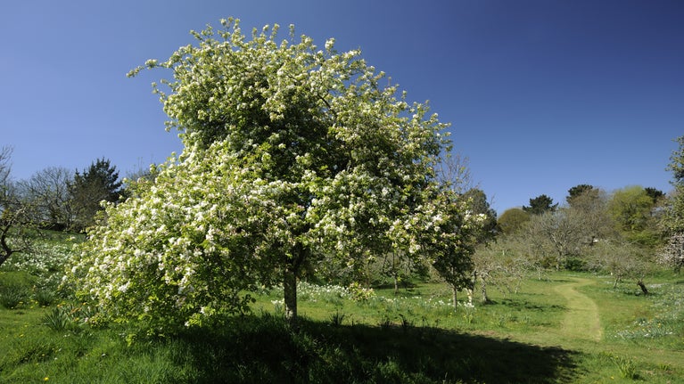 Apple tree in blossom in the fruit orchard at Cotehele, Cornwall